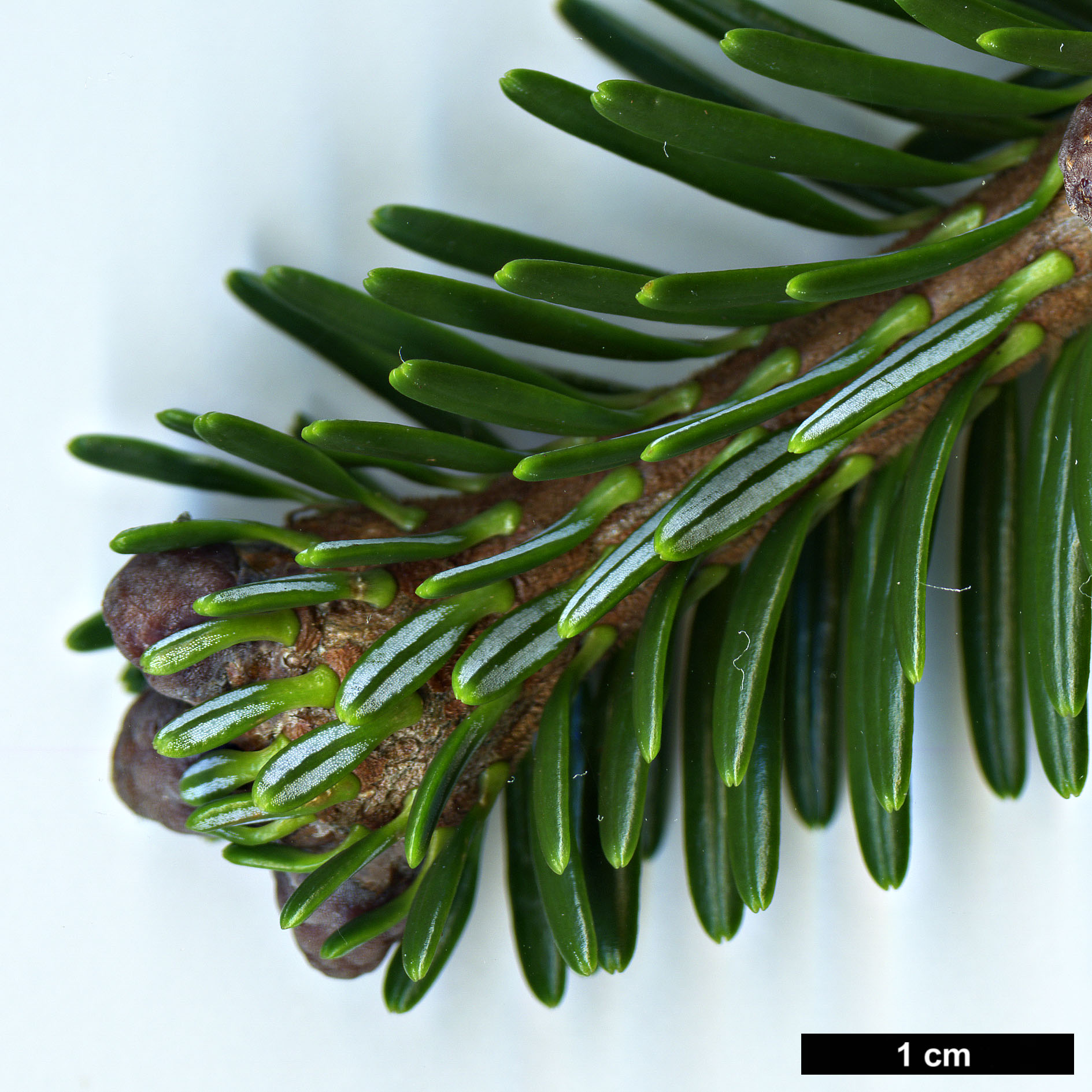 High resolution image: Family: Pinaceae - Genus: Abies - Taxon: forrestii - SpeciesSub: var. georgei